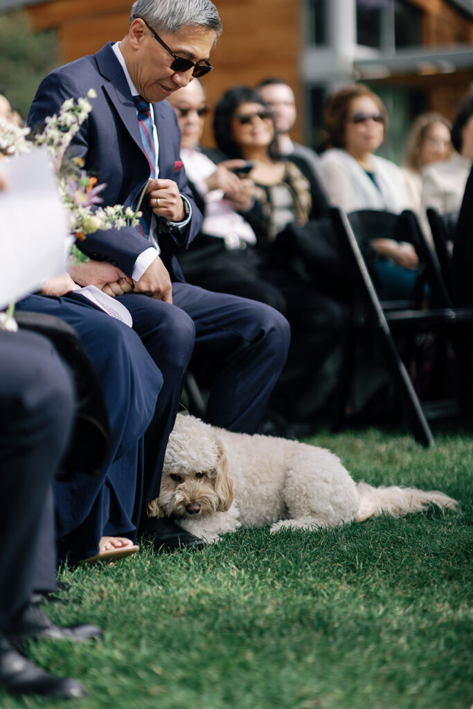 dog at wedding seaside wedding