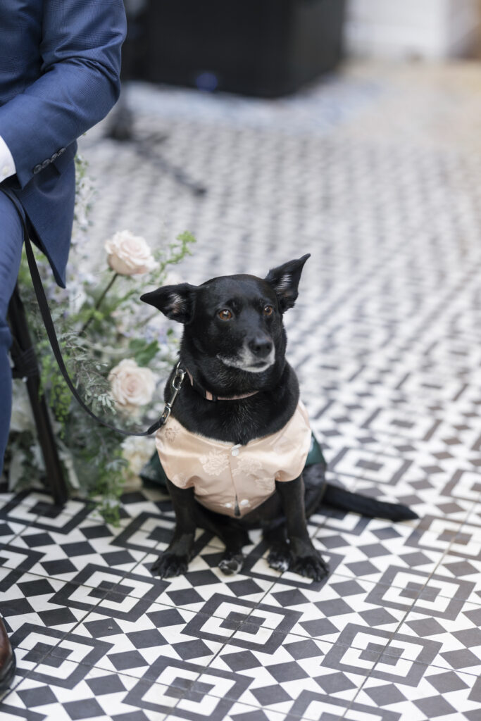 a bride and grooms dog wearing a dress