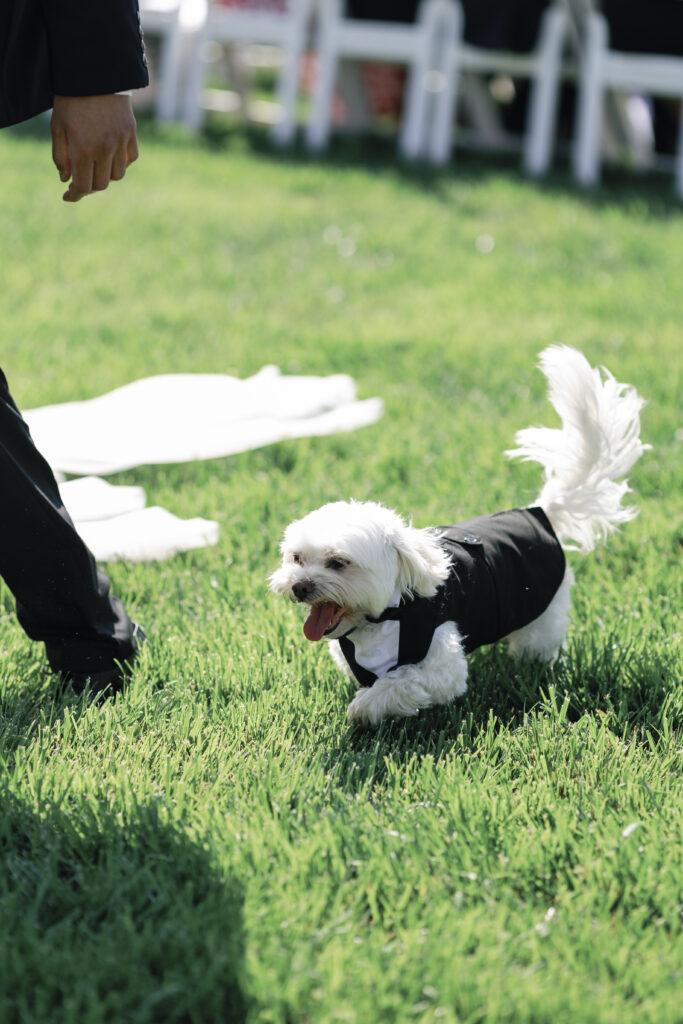 a dog walking down the aisle as the ring bearer for wedding ceremony