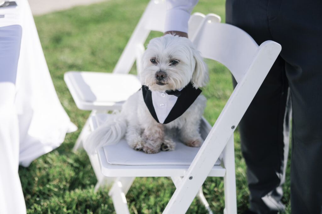 white dog wearing a tuxedo sitting on a white folding chair